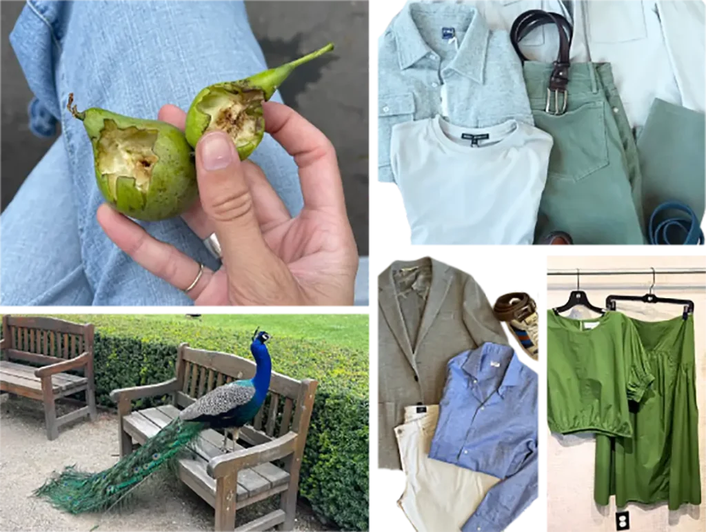 collage of photos of clothing and fruit and a peacock